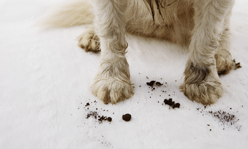 dirty carpet dog paw prints