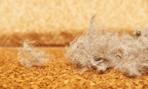 pet hair in carpet